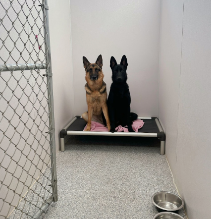 Dogs relaxing in a 4 by 8 boarding room