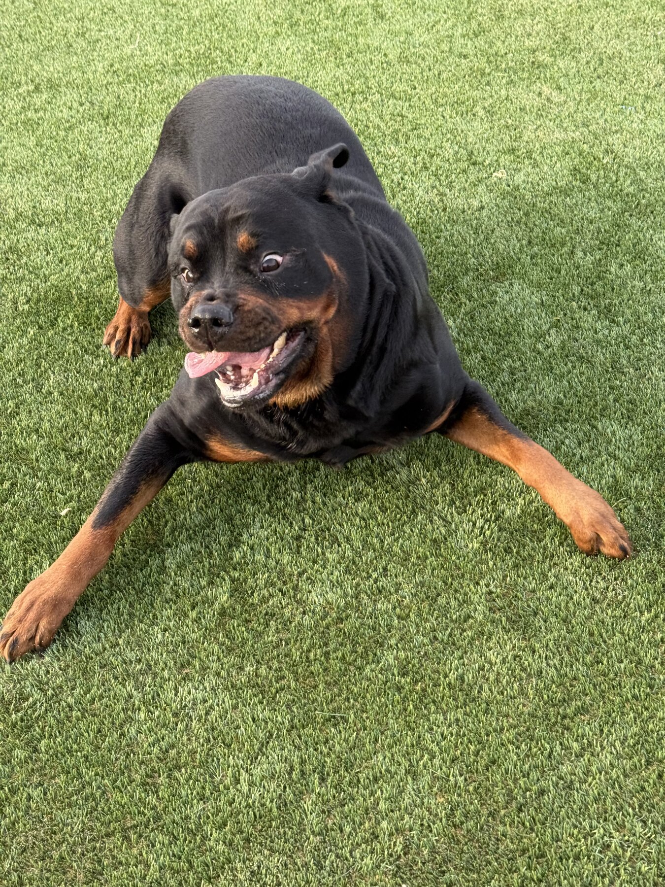 Large dog enjoying outdoor play time on turf