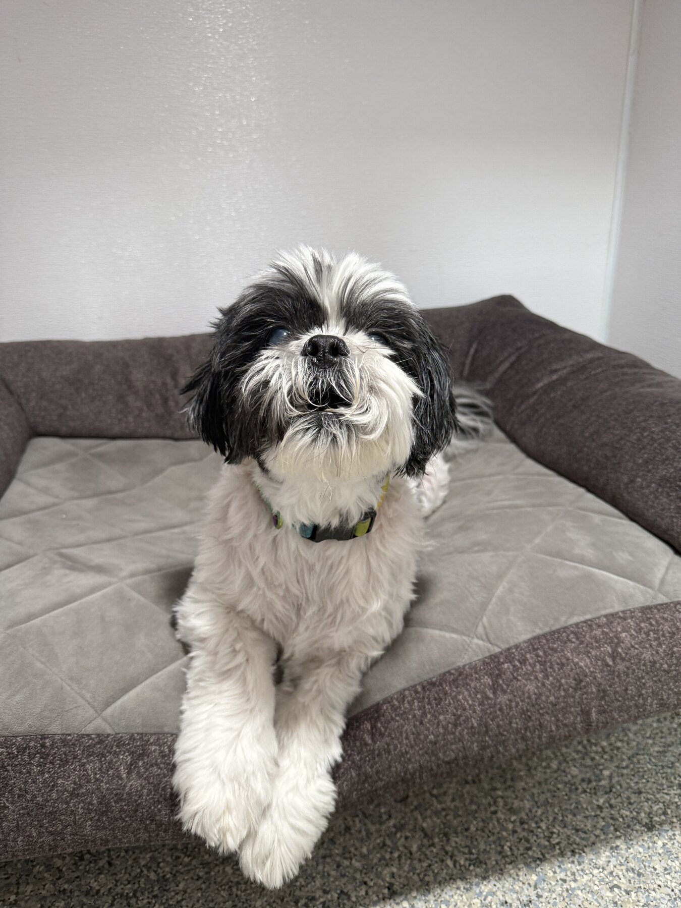 Dog resting comfortably in a boarding suite