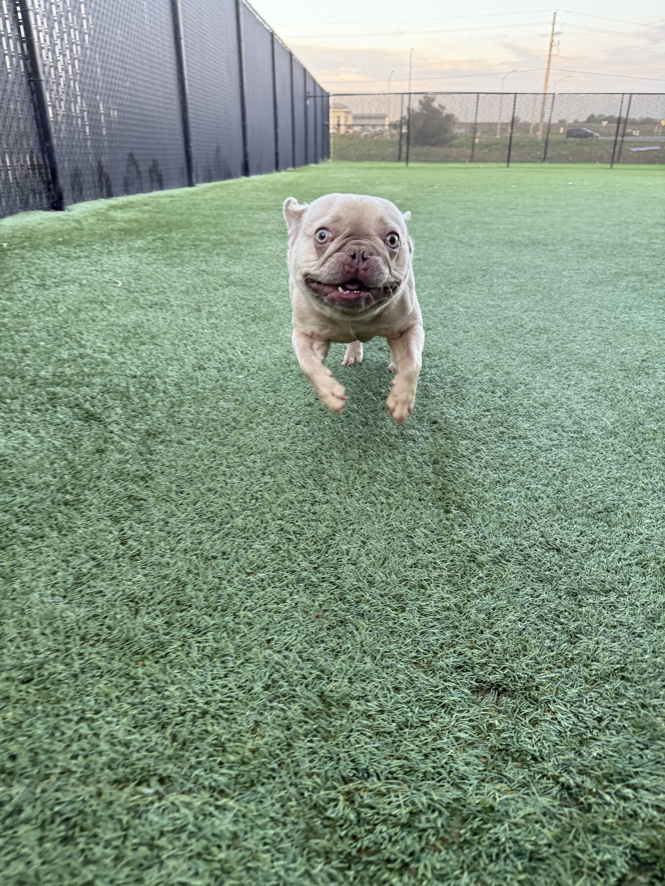 Dog playing outside in the turf yard