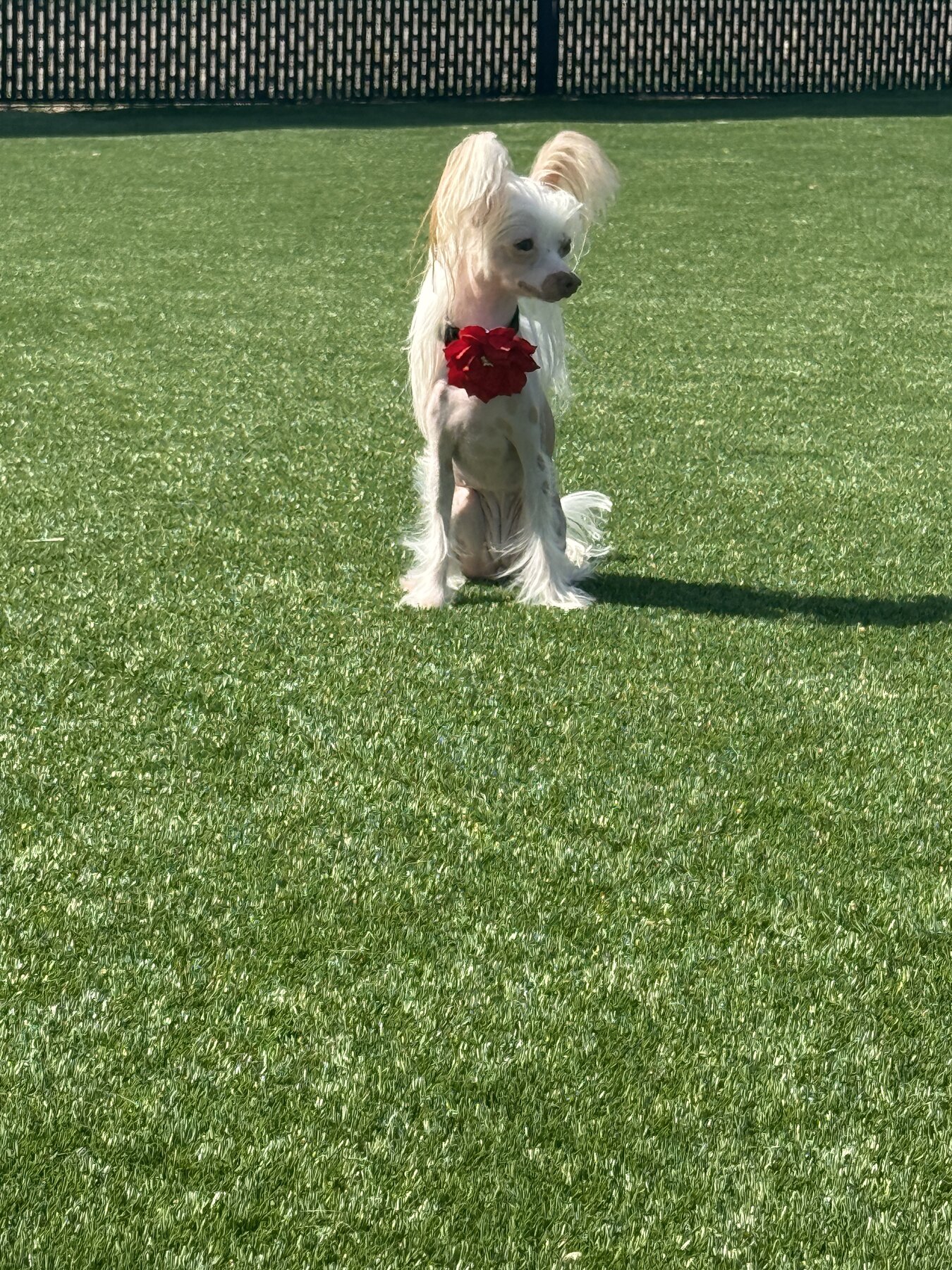 Small dog sitting outside on turf