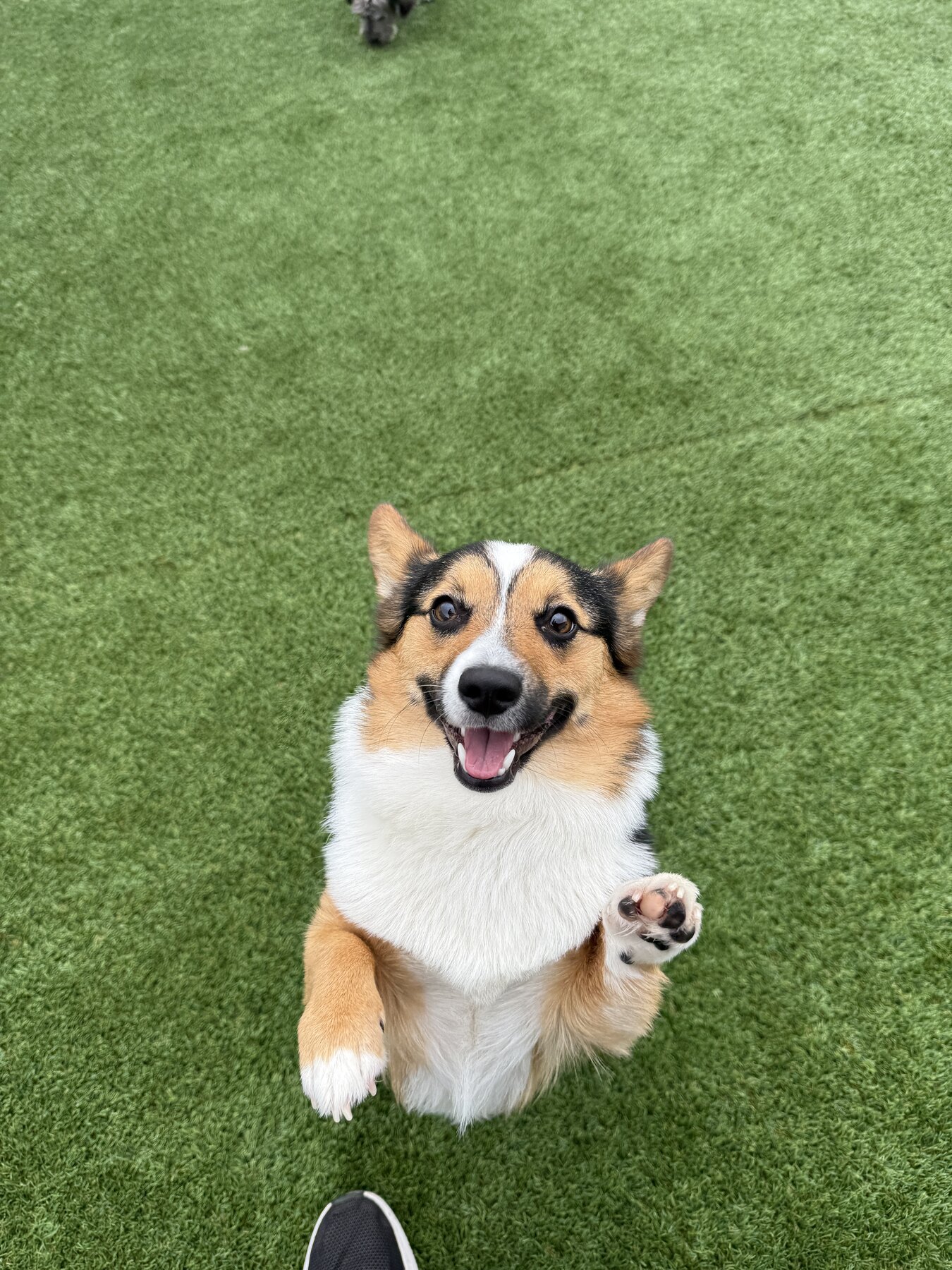 Happy dog sitting outside on turf