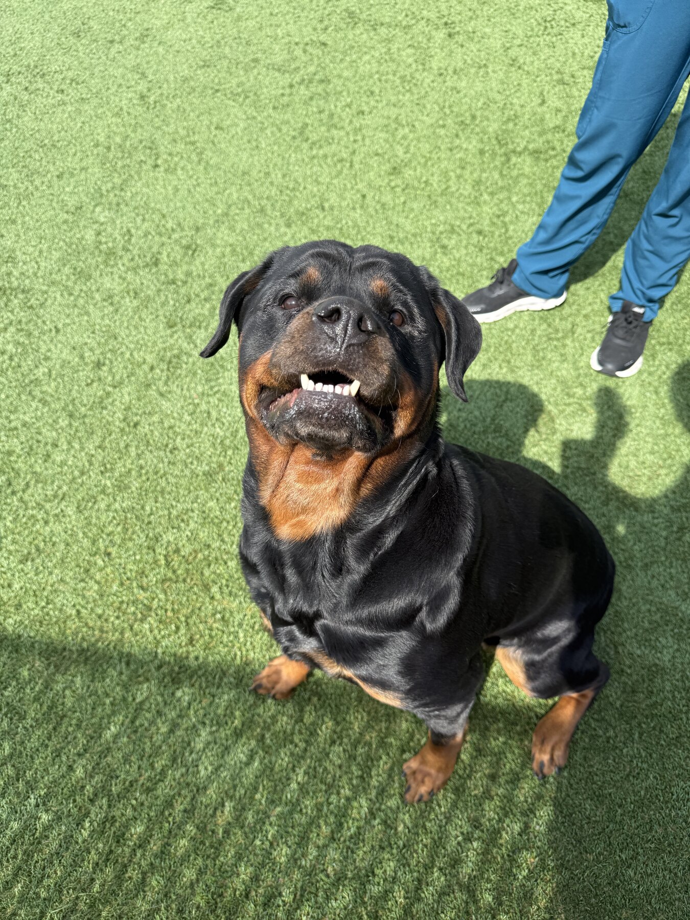 Large dog smiling outside in the yard
