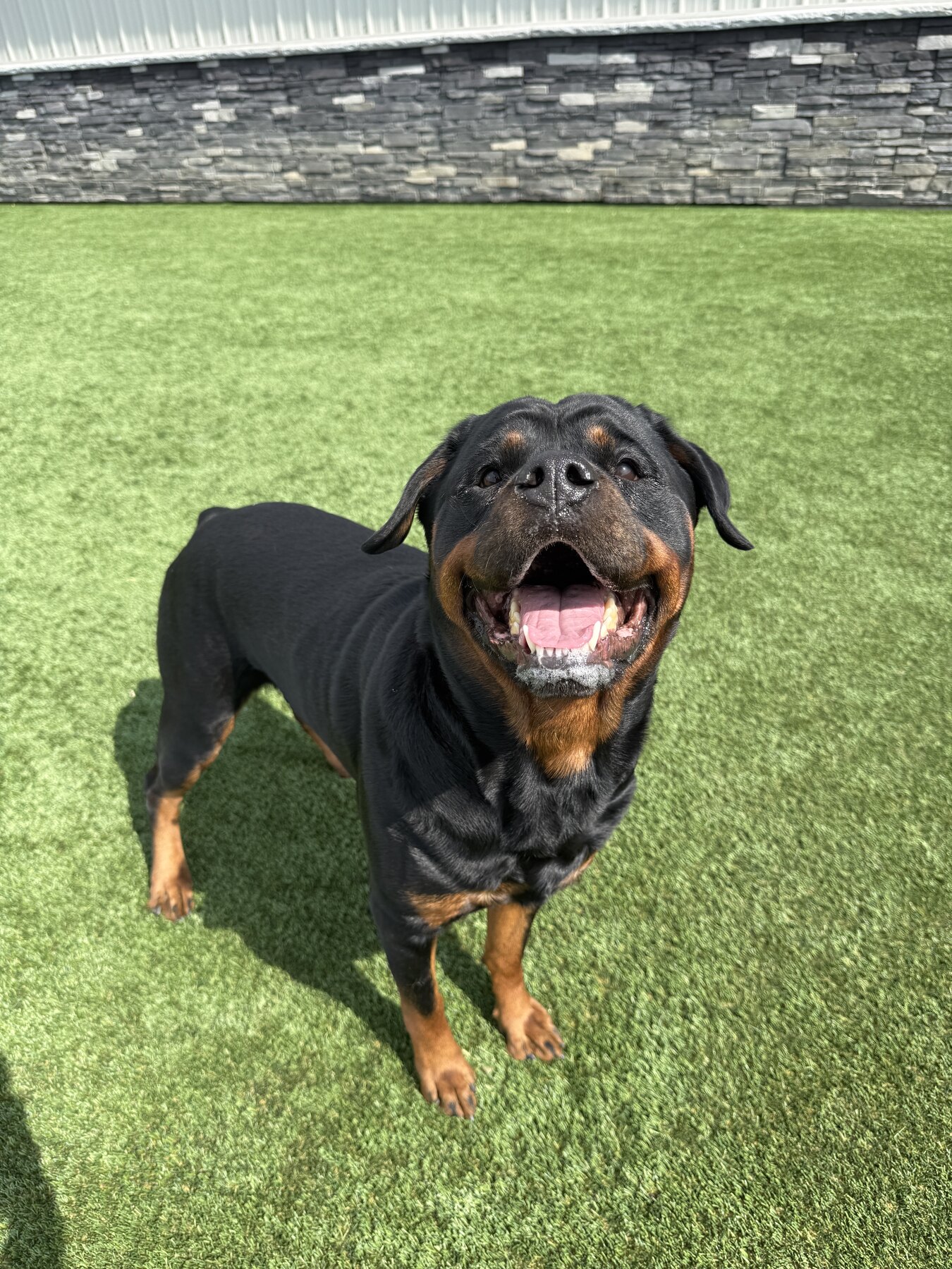 Large dog enjoying outdoor time