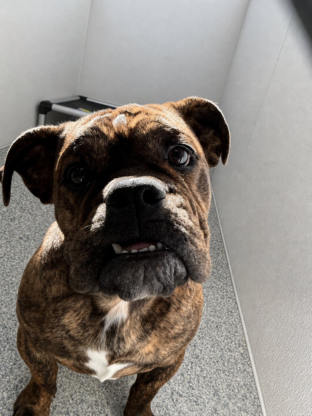 Dog looking up inside a boarding room