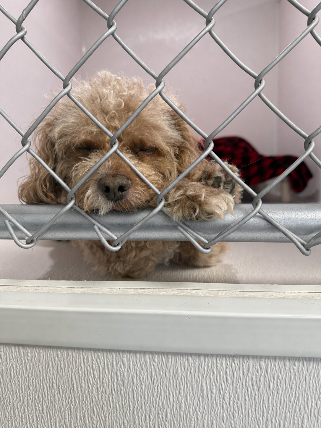 Dog resting behind the boarding room door