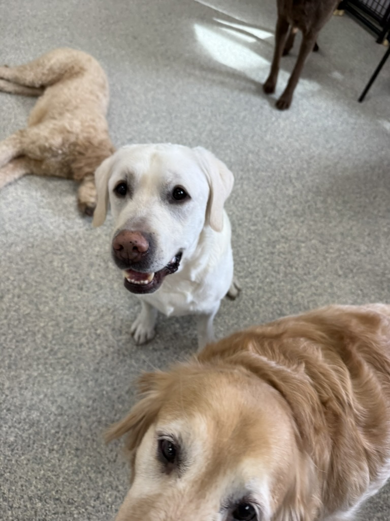 Daycare dogs at Eastern Iowa Pet Resort