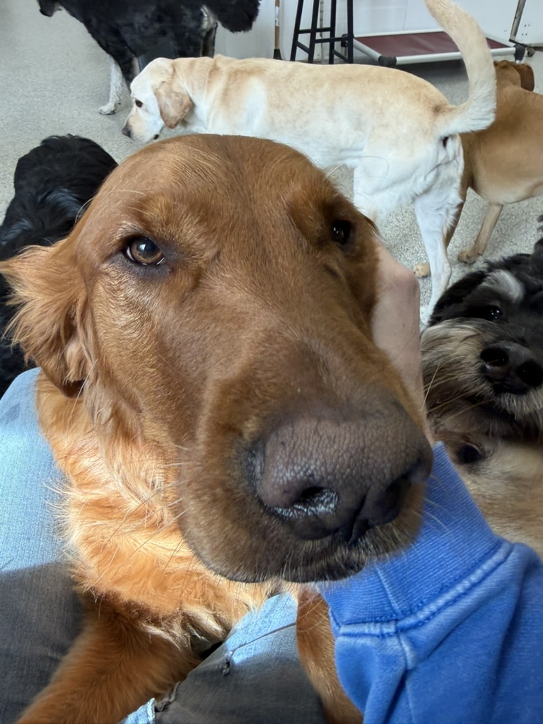 Daycare dogs at Eastern Iowa Pet Resort