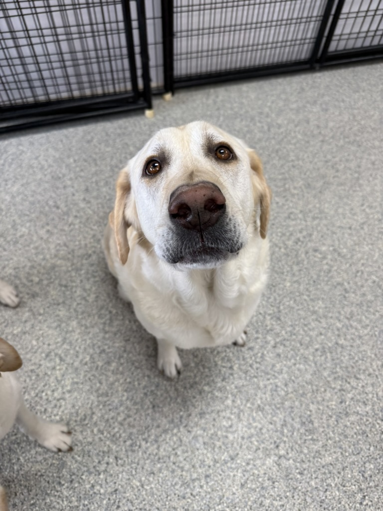 Daycare dogs at Eastern Iowa Pet Resort