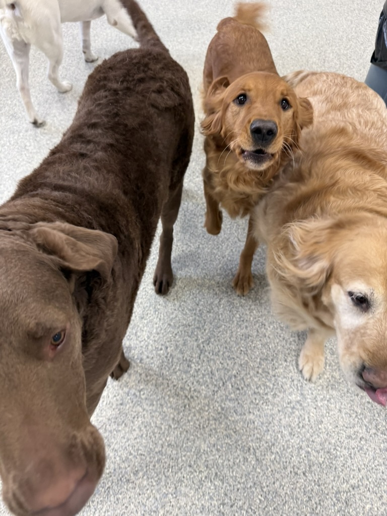 Daycare dogs at Eastern Iowa Pet Resort