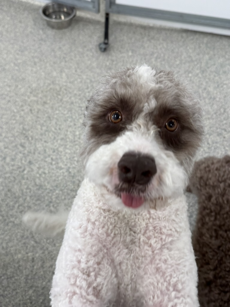 Daycare dogs at Eastern Iowa Pet Resort