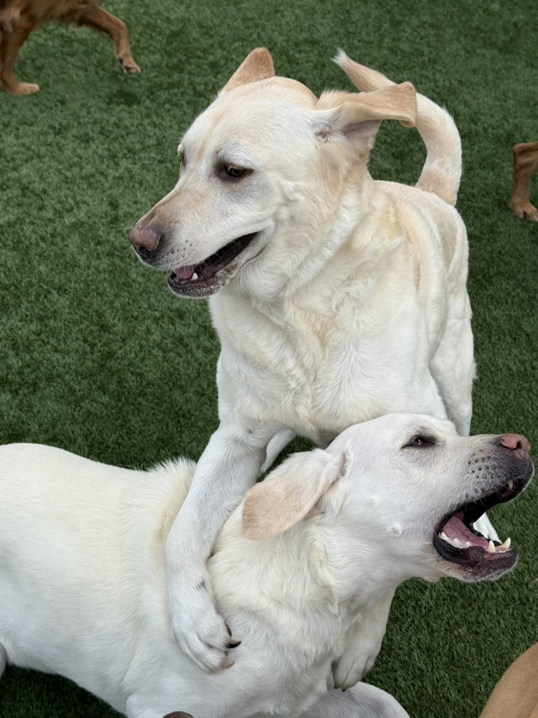 Daycare dogs at Eastern Iowa Pet Resort