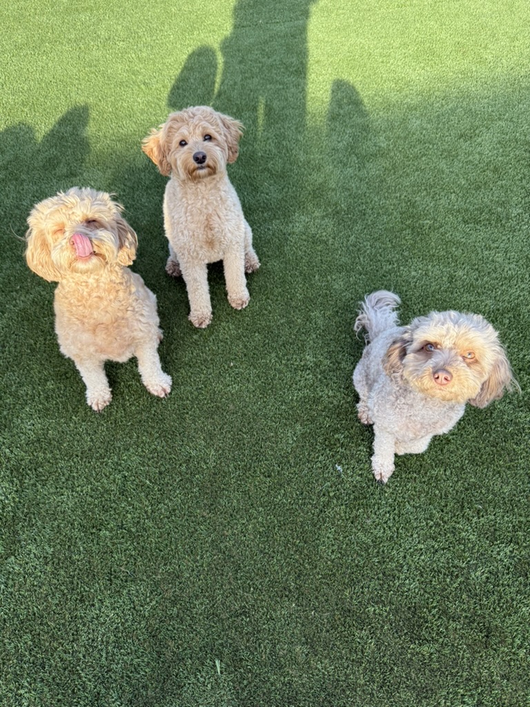 Daycare dogs at Eastern Iowa Pet Resort