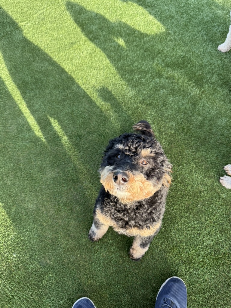 Daycare dogs at Eastern Iowa Pet Resort