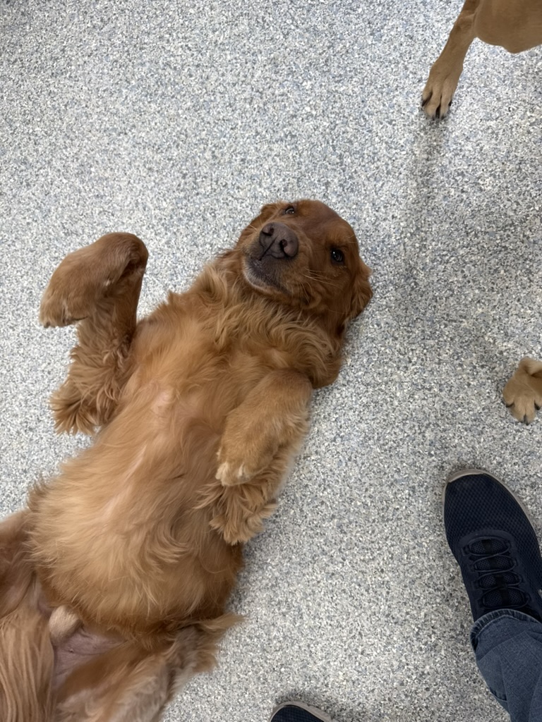 Daycare dogs at Eastern Iowa Pet Resort