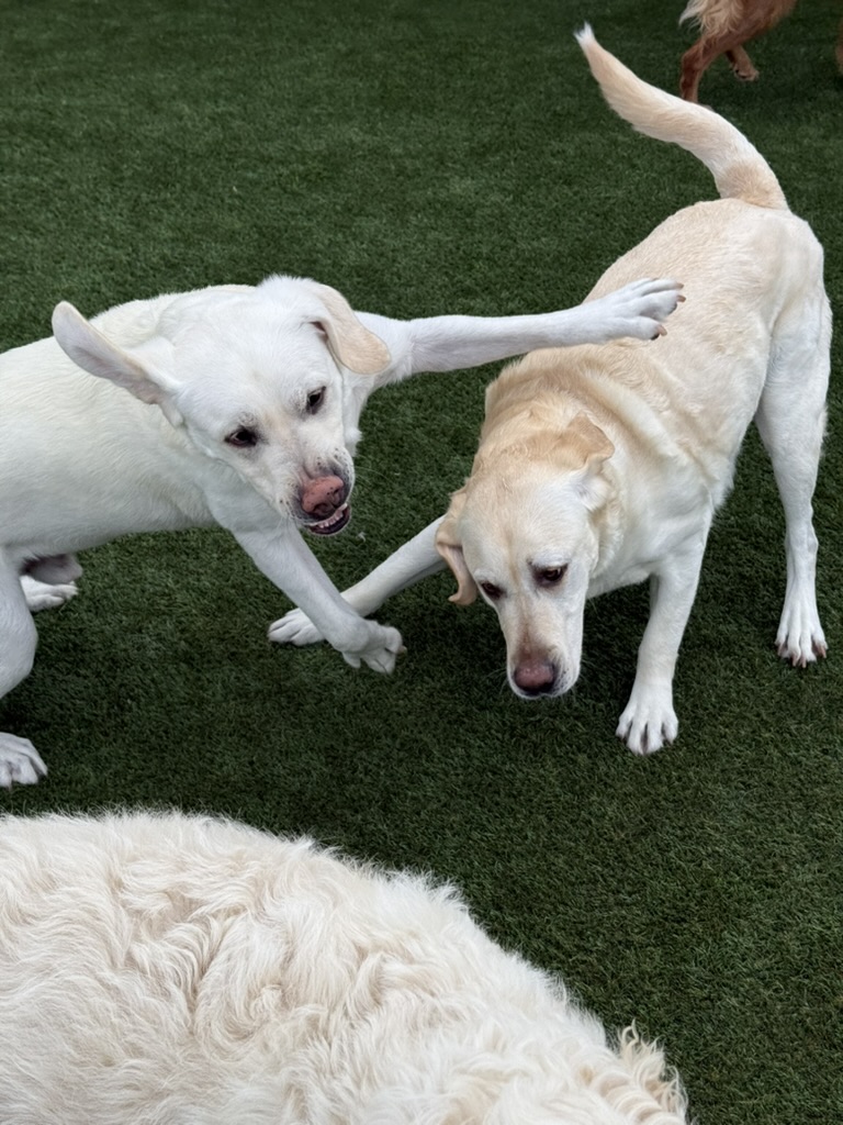Daycare dogs at Eastern Iowa Pet Resort