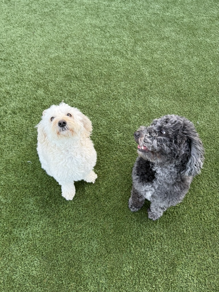 Daycare dogs at Eastern Iowa Pet Resort