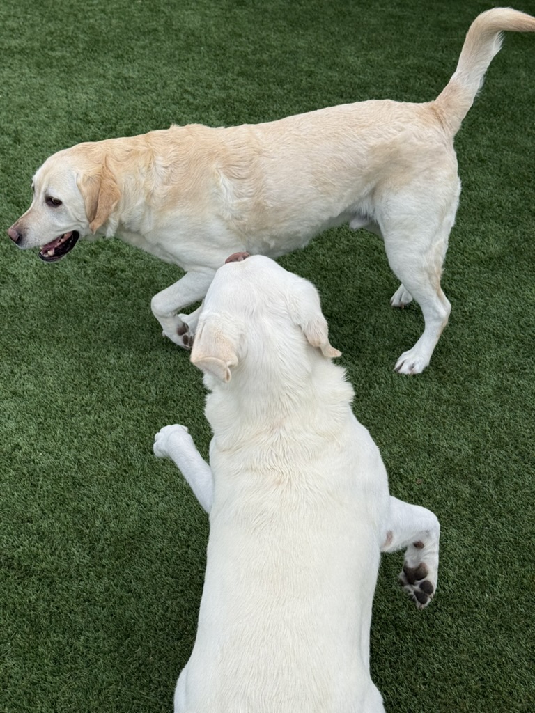 Daycare dogs at Eastern Iowa Pet Resort