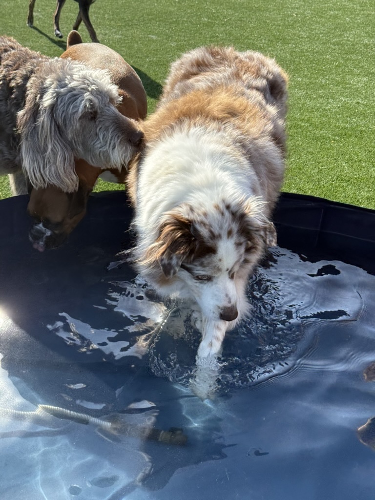 Daycare dogs at Eastern Iowa Pet Resort