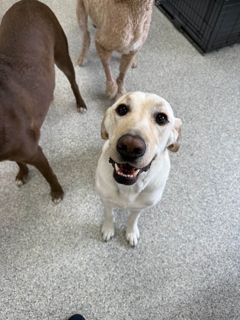 Daycare dogs at Eastern Iowa Pet Resort