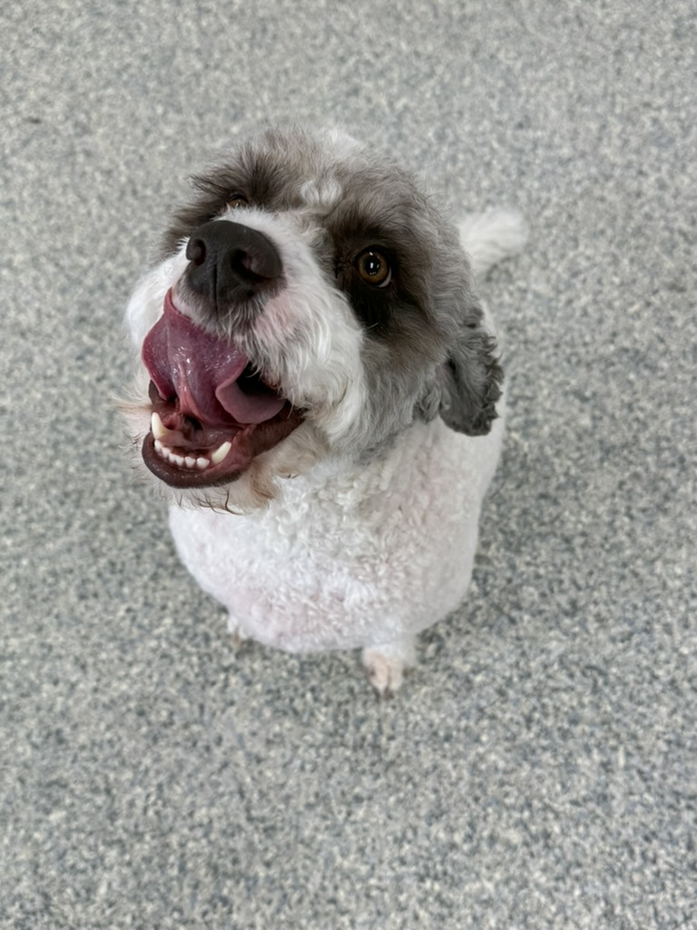 Daycare dogs at Eastern Iowa Pet Resort