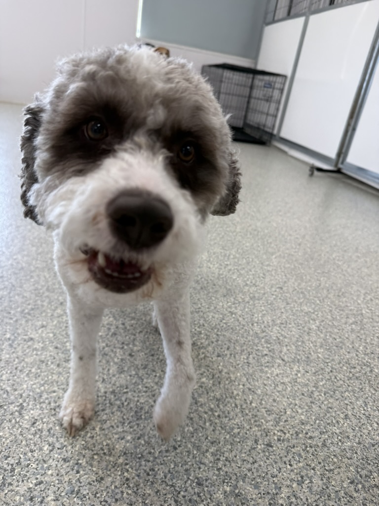 Daycare dogs at Eastern Iowa Pet Resort