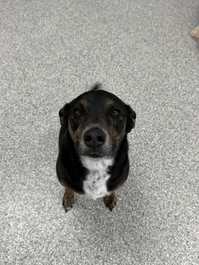 Daycare dogs at Eastern Iowa Pet Resort