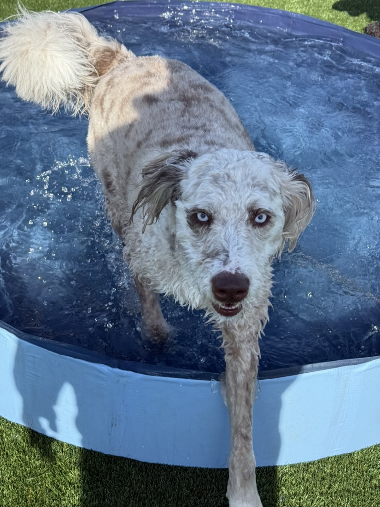 Daycare dogs at Eastern Iowa Pet Resort