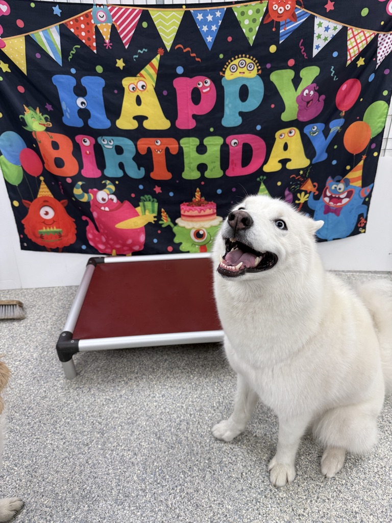 Daycare dogs at Eastern Iowa Pet Resort