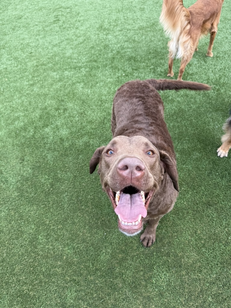 Daycare dogs at Eastern Iowa Pet Resort