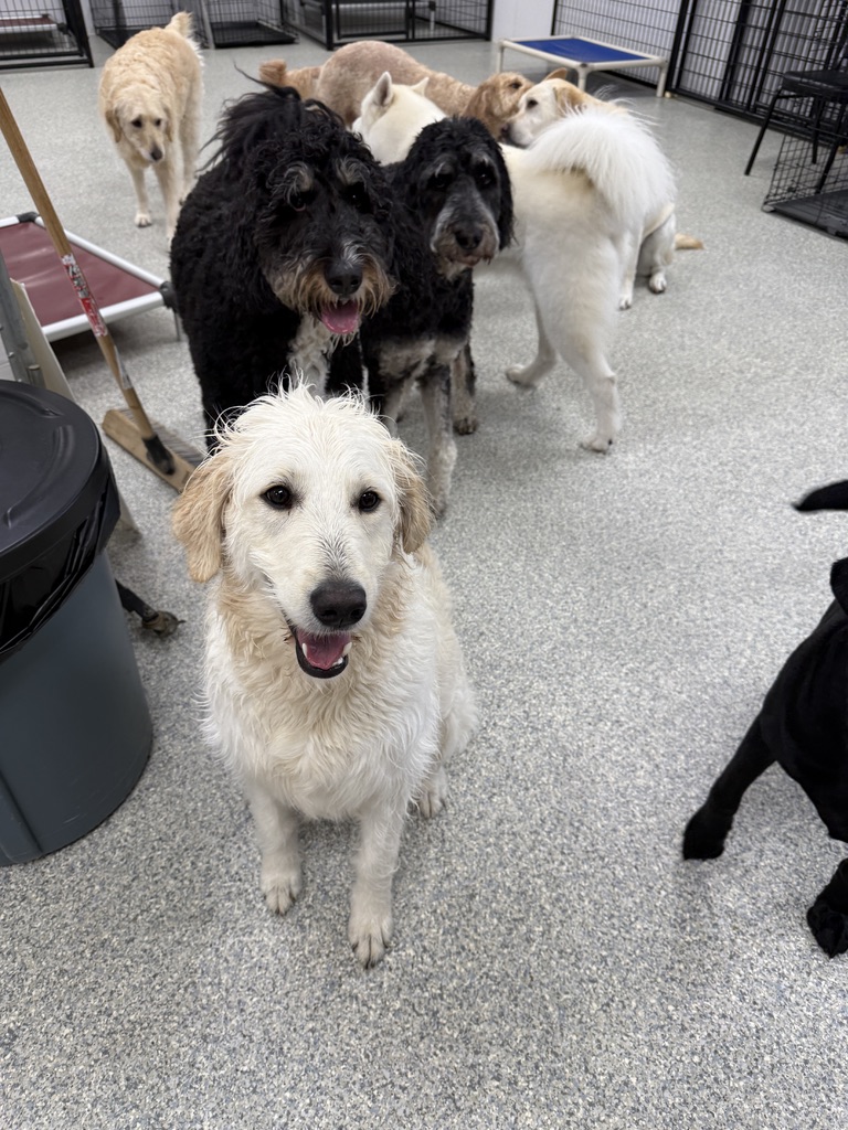 Daycare dogs at Eastern Iowa Pet Resort