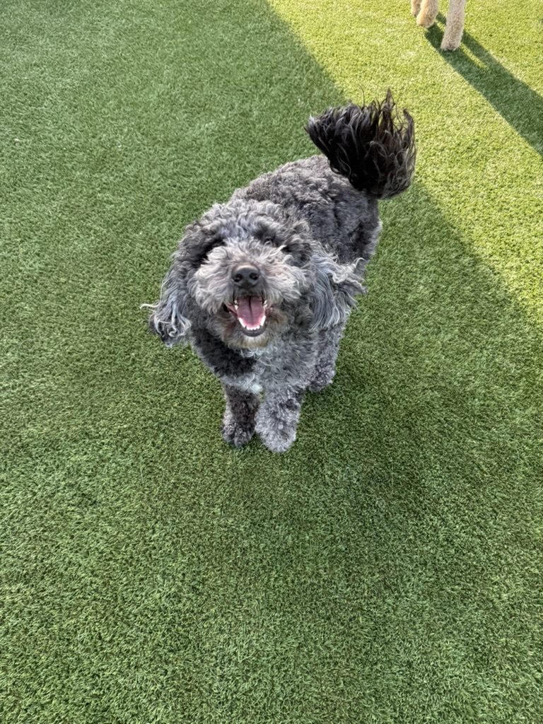 Daycare dogs at Eastern Iowa Pet Resort