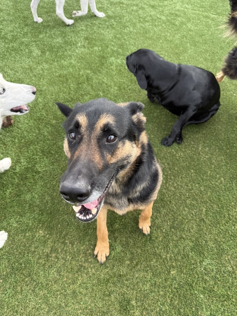 Daycare dogs at Eastern Iowa Pet Resort