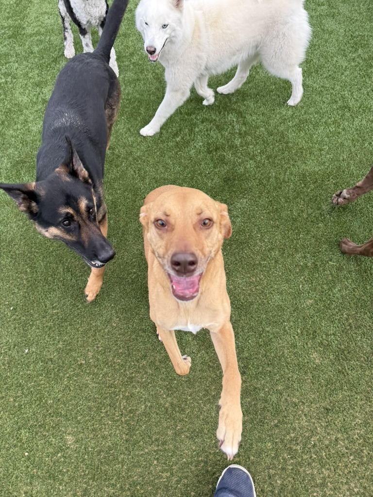 Daycare dogs at Eastern Iowa Pet Resort