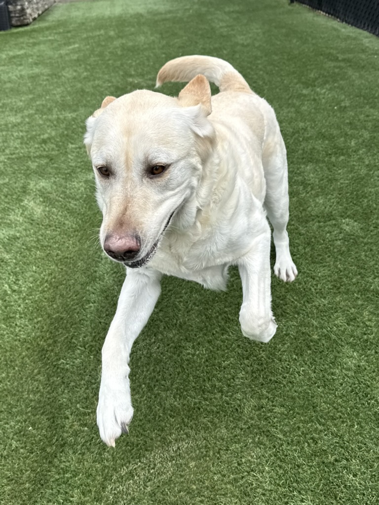 Daycare dogs at Eastern Iowa Pet Resort