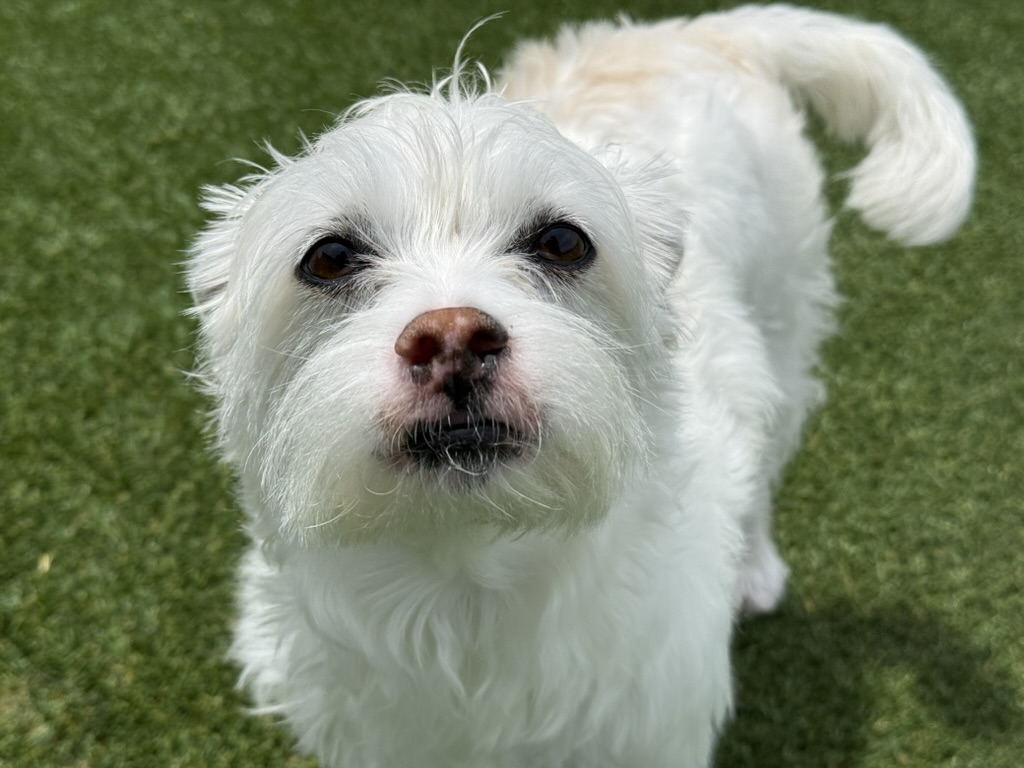 Daycare dogs at Eastern Iowa Pet Resort