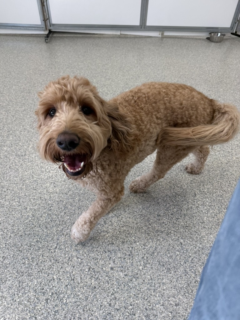 Daycare dogs at Eastern Iowa Pet Resort