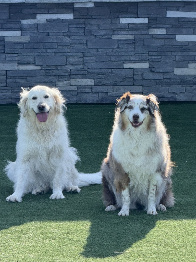 Daycare dogs at Eastern Iowa Pet Resort