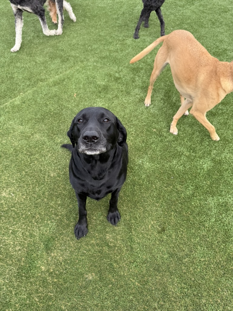 Daycare dogs at Eastern Iowa Pet Resort