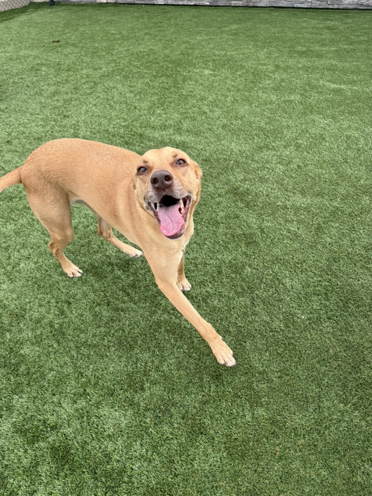 Daycare dogs at Eastern Iowa Pet Resort