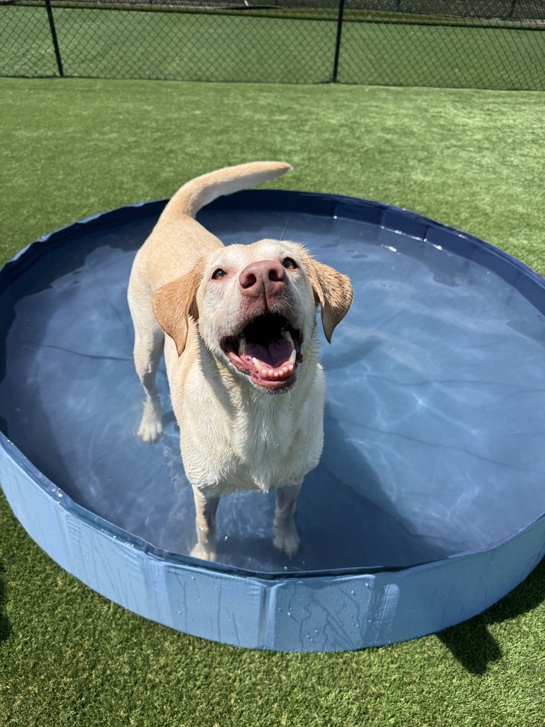 Daycare dogs at Eastern Iowa Pet Resort