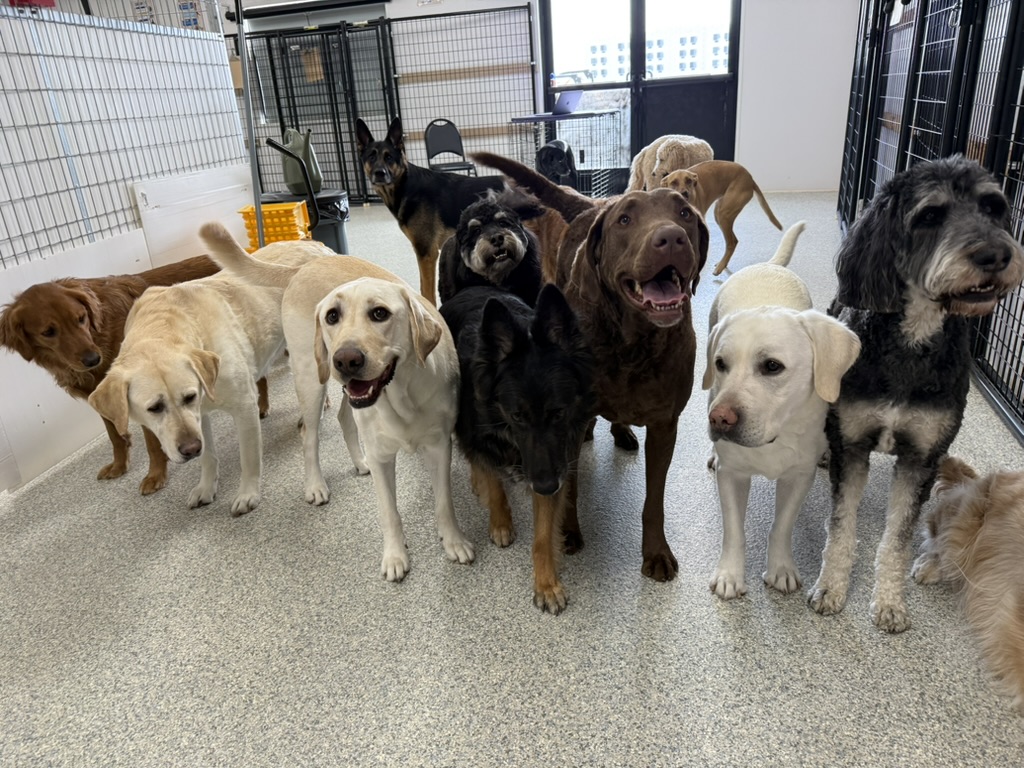 Daycare dogs at Eastern Iowa Pet Resort