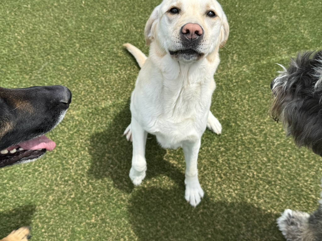 Daycare dogs at Eastern Iowa Pet Resort