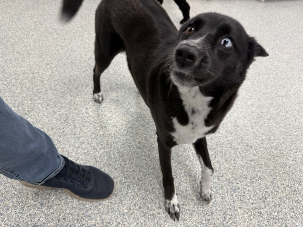 Daycare dogs at Eastern Iowa Pet Resort