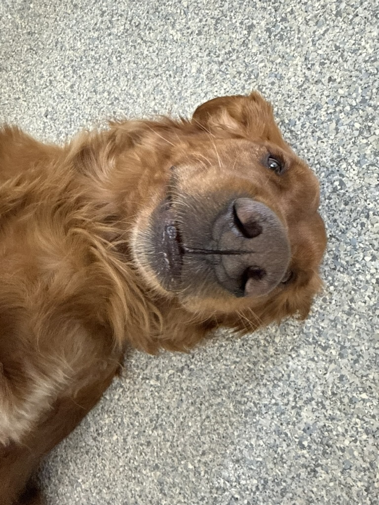 Daycare dogs at Eastern Iowa Pet Resort