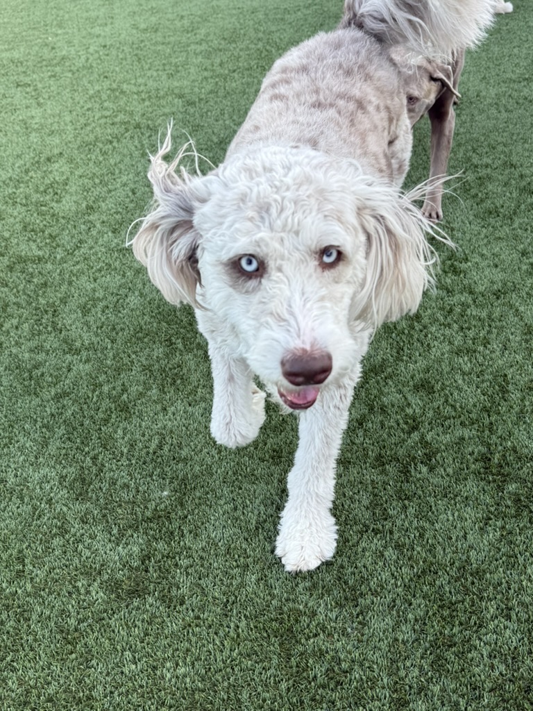 Daycare dogs at Eastern Iowa Pet Resort