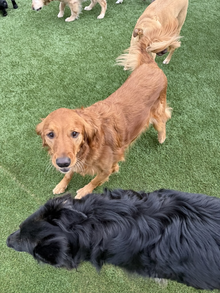 Daycare dogs at Eastern Iowa Pet Resort