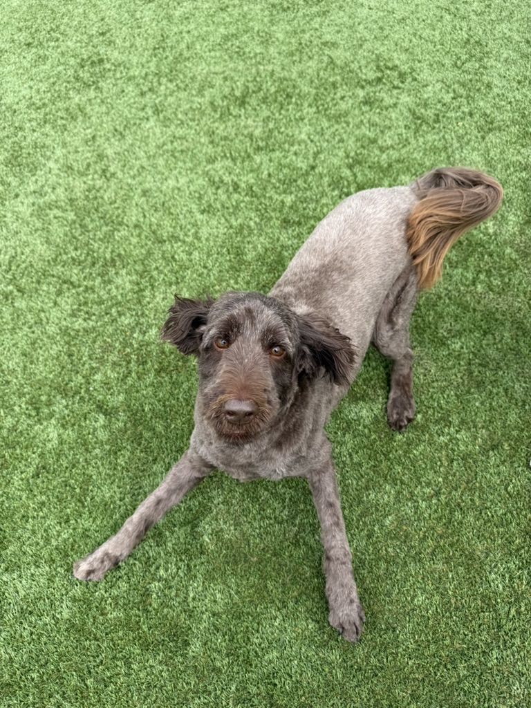 Daycare dogs at Eastern Iowa Pet Resort