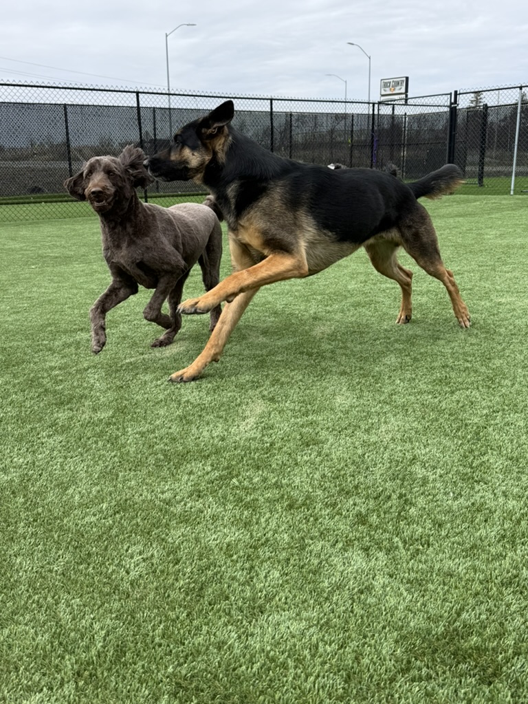 Daycare dogs at Eastern Iowa Pet Resort