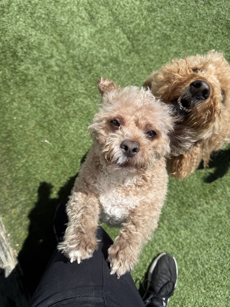 Daycare dogs at Eastern Iowa Pet Resort